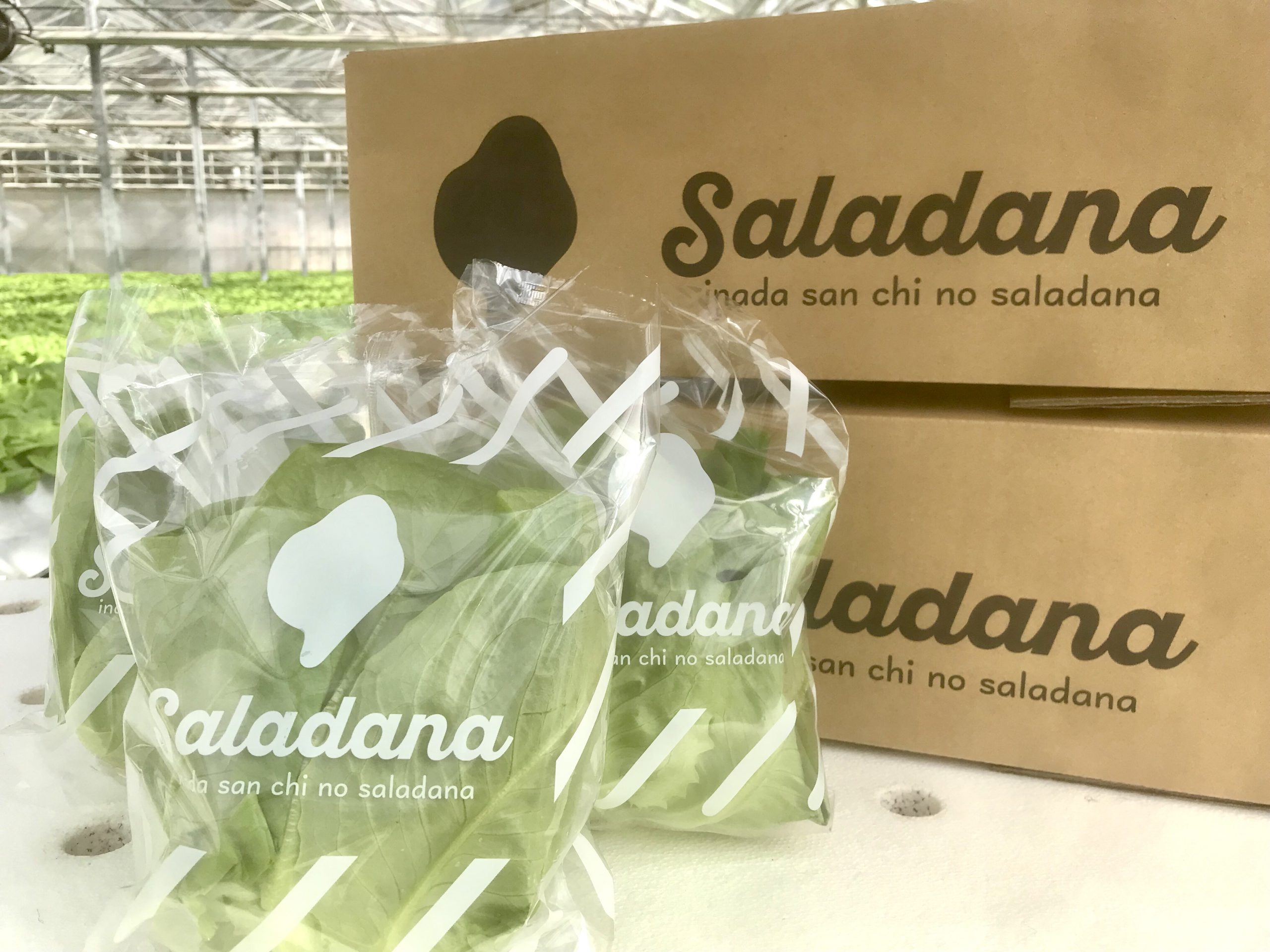 Saladana　サラダ菜パッケージデザイン